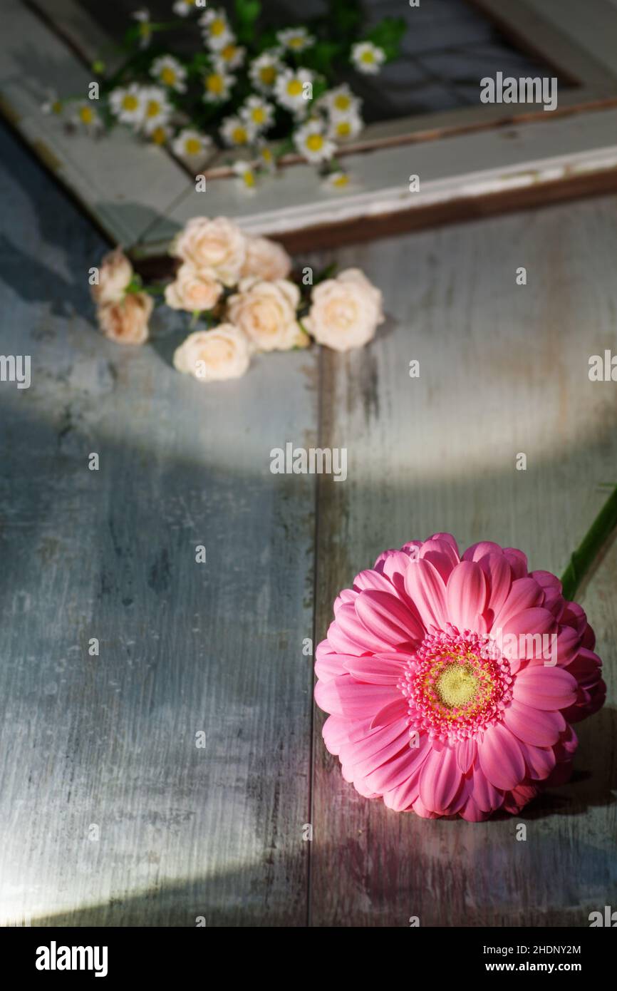 la vida quieto, gerbera, todavía vive Foto de stock