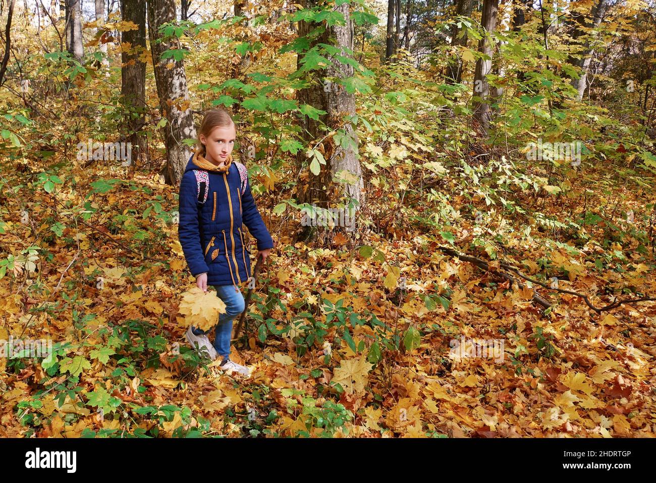 chica, caminar, bosque de otoño, niñas, paseos, bosques de otoño, otoño Foto de stock