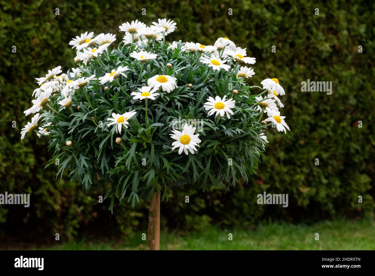 árbol de margarita fotografías e imágenes de alta resolución Alamy