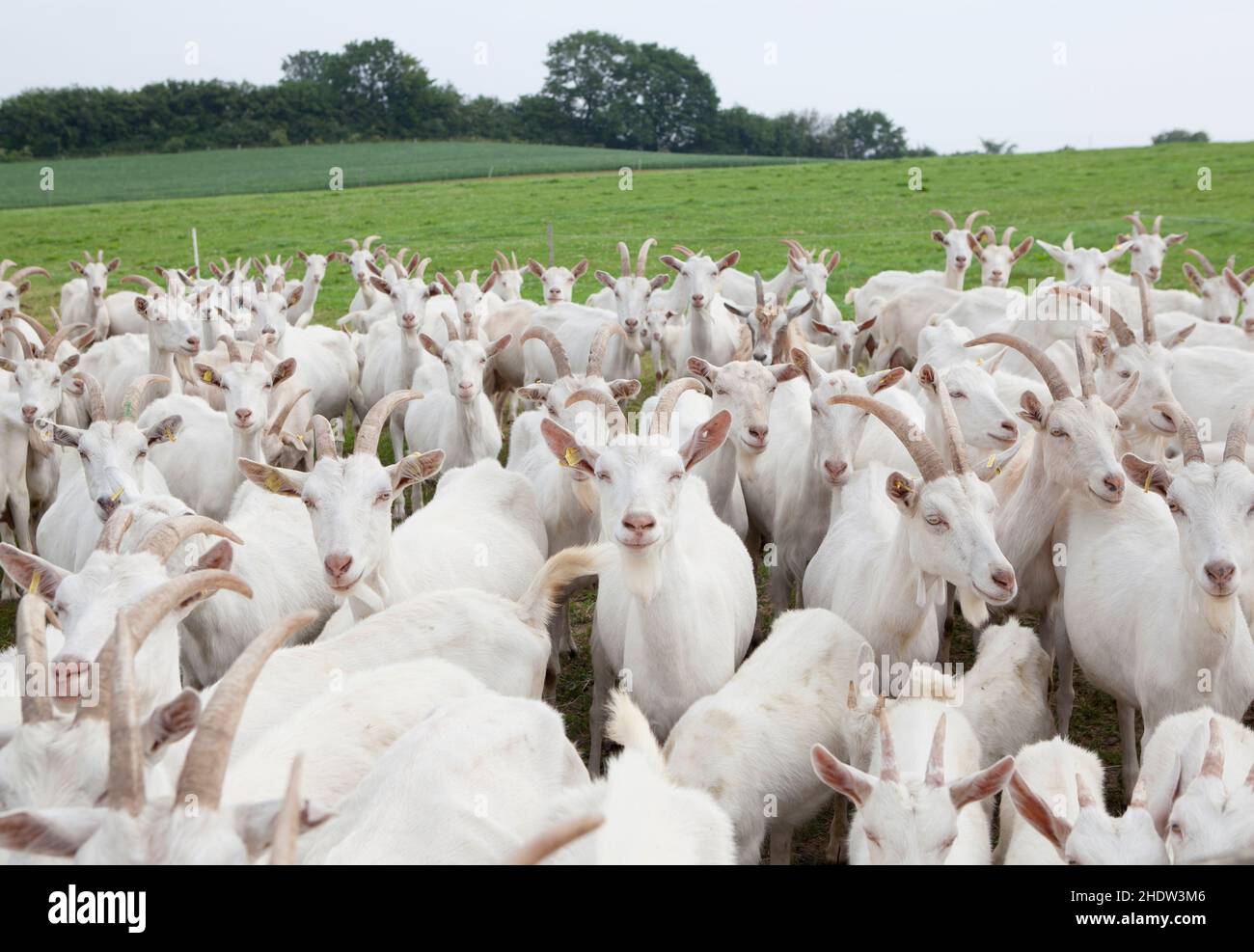 Gama libre, cabras, cabra blanca mejorada alemana, gamas libres, cabra Foto de stock