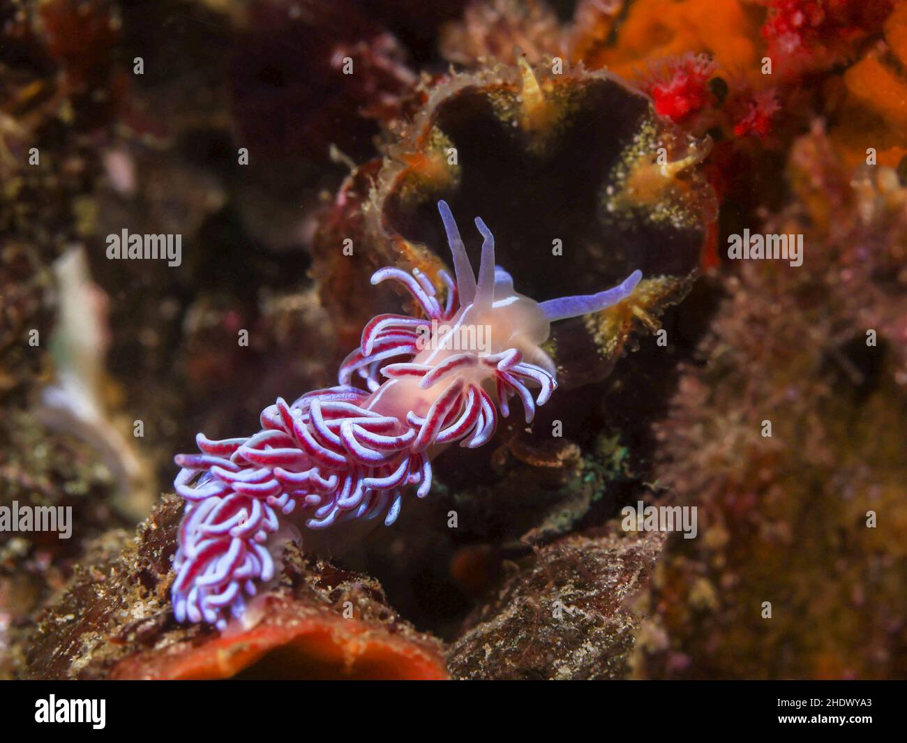 Coralino nudibranch subacuático (Phyllodesmium horridum) moviéndose en el arrecife. Cuerpo de naranja a rosa con una raya blanca a lo largo de su espalda. Cerata curvada con un Foto de stock