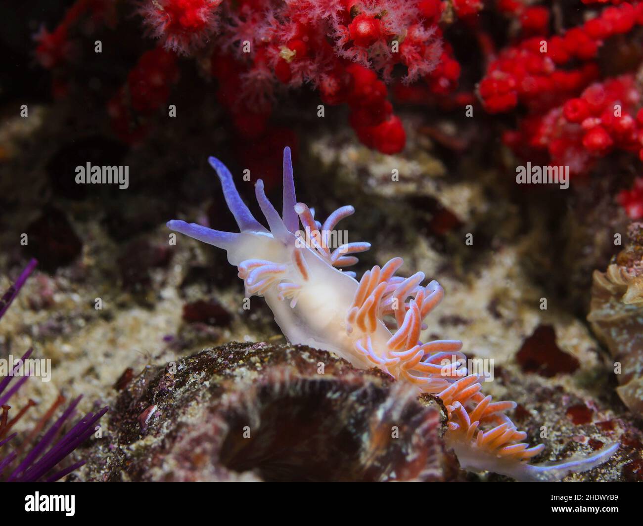 Coral nudibranch subacuático (Phyllodesmium horridum) que se mueve en el arrecife alcanzando con su cabeza. Cuerpo anaranjado, cerata curvo con coloración naranja. Foto de stock