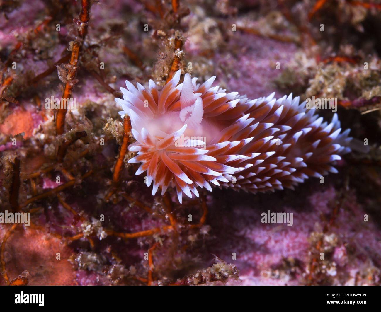 Silvertip nudibranch o slug subacuático (Janolus capensis) moviéndose sobre el arrecife. Cuerpo blanco y cerata marrón con puntas blancas. Foto de stock