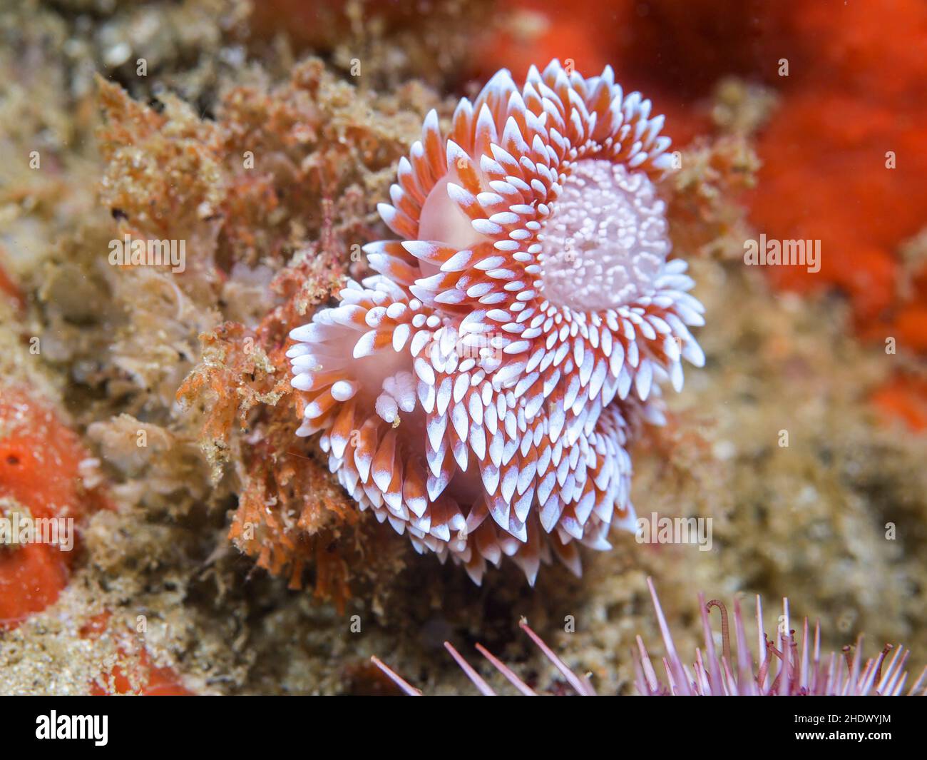 Dos nudibranquios de Silvertip o babosas submarinas (Janolus capensis) con masa de huevo redonda en el arrecife. Cuerpo blanco y cerata marrón con puntas blancas. Foto de stock