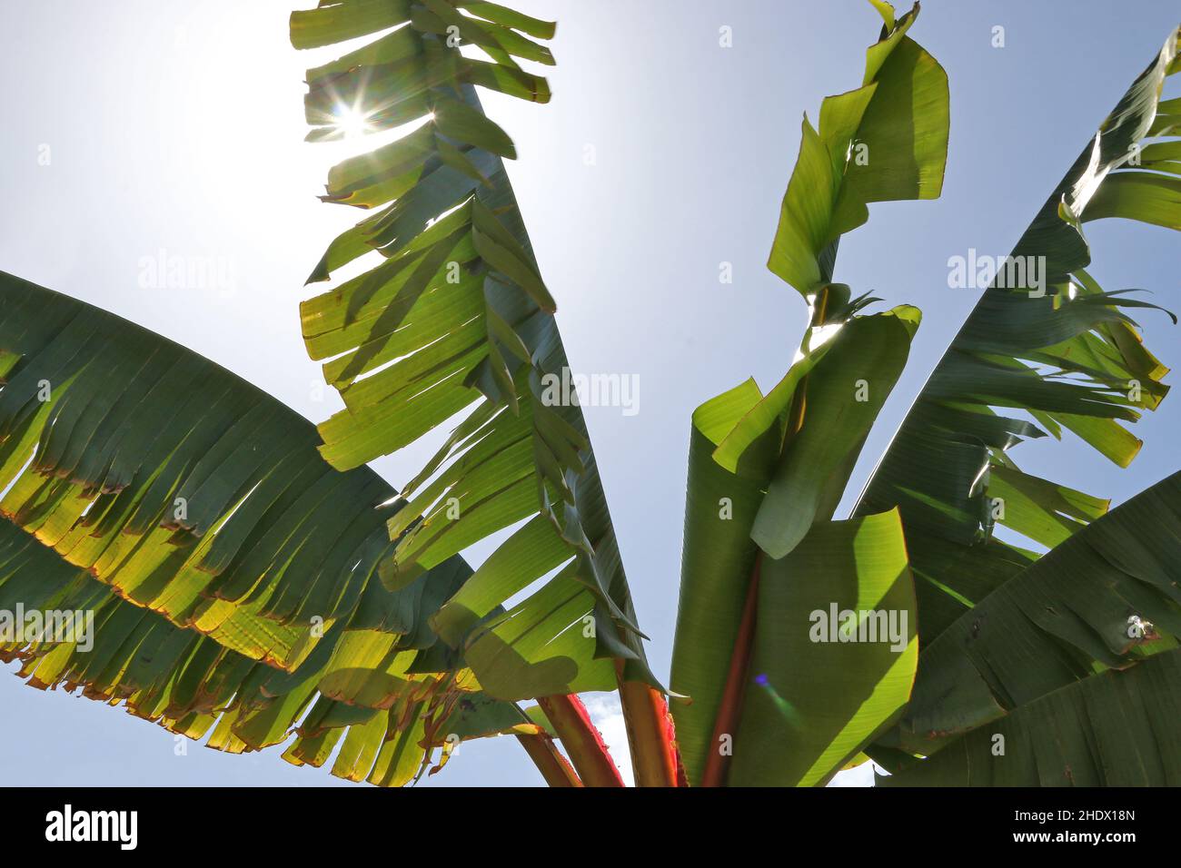 hoja de banano, planta de banano, hojas de banano, plantas de banano