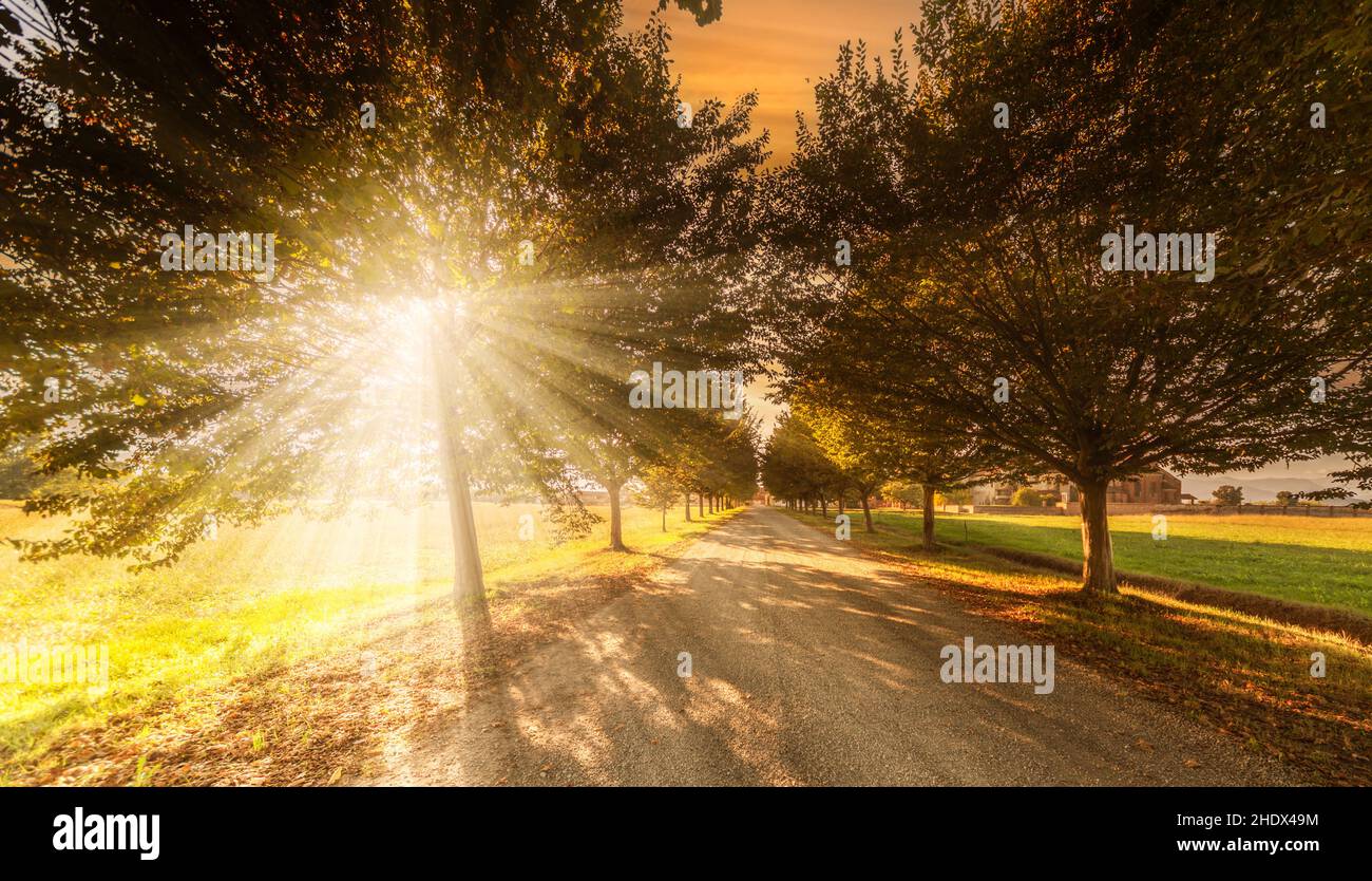 Carretera bordeada de árboles con hermosas vigas de sol entre las ramas al atardecer, diseño de pancartas o carteles Foto de stock
