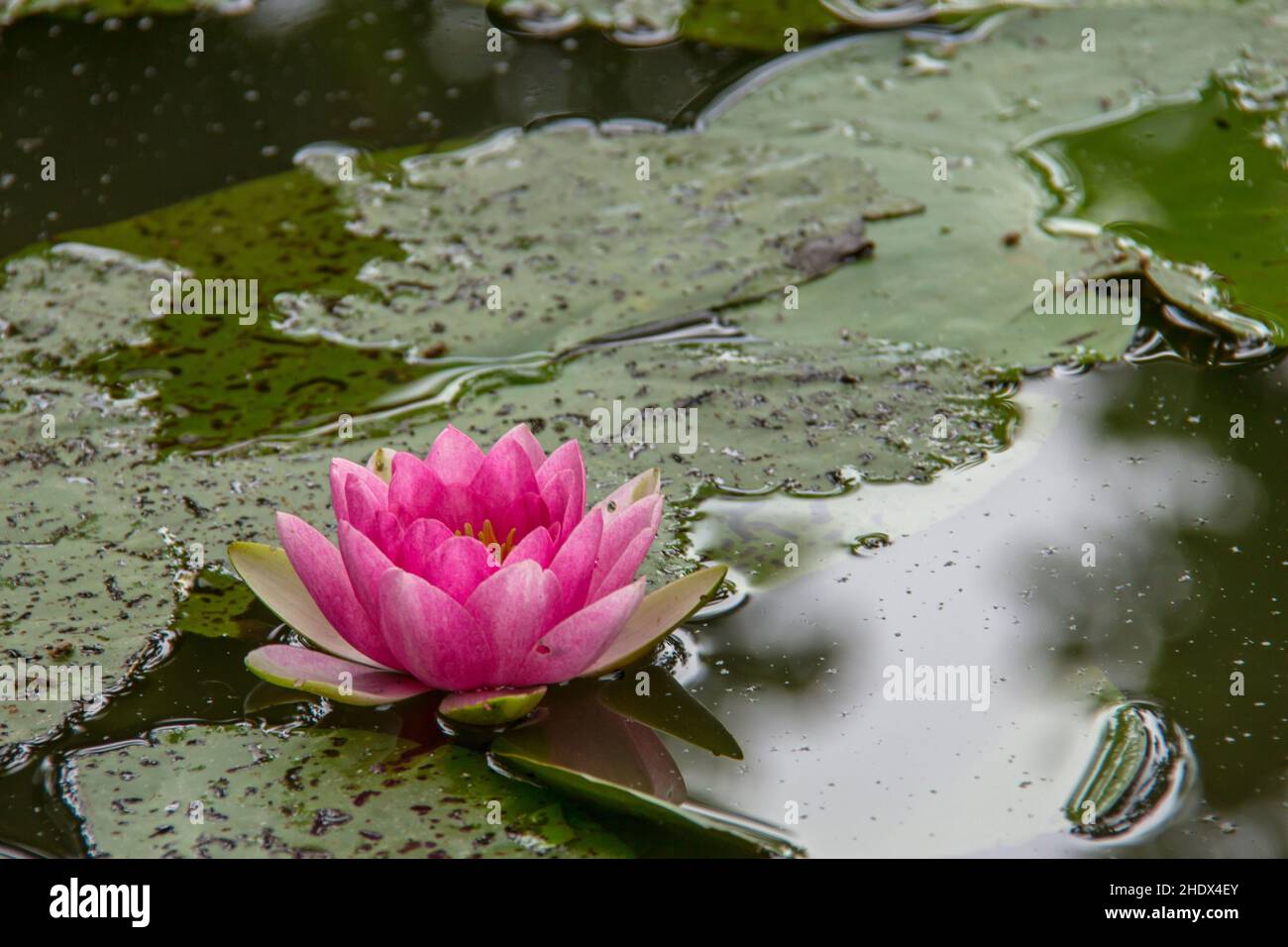 lirio de agua, estanque de rosas, lirios de agua, nenúfares, nenúfares, estanques  de rosas Fotografía de stock - Alamy