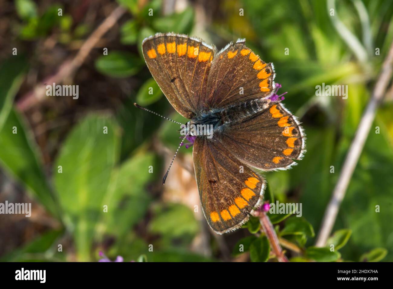 mariposa, mariposa hairstreak, argus marrón, mariposas, mariposas hairstreak Foto de stock