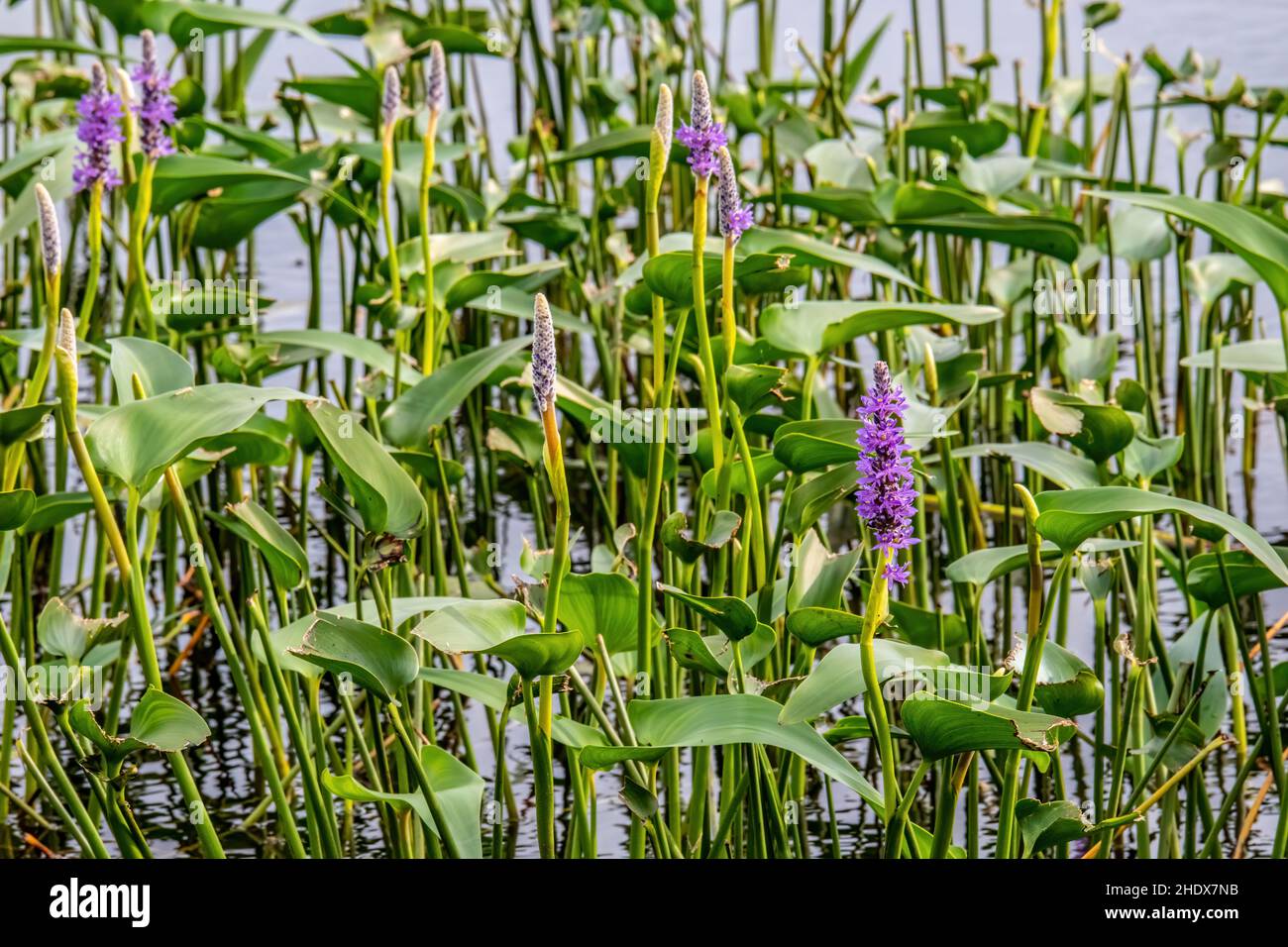 Blue Pickerel, una planta de estanque acuático en Phantom Lake, Crex Meadows State Wildlife Area en Grantsburg, WI USA. Foto de stock