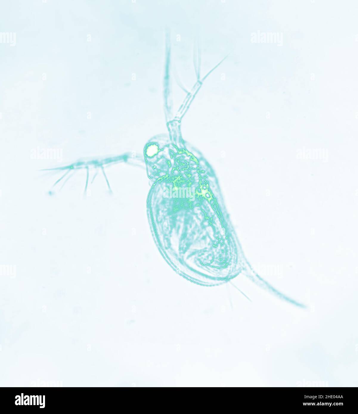 Imagen microscópica de la Flea de Agua de Zooplancton Daphnia Foto de stock