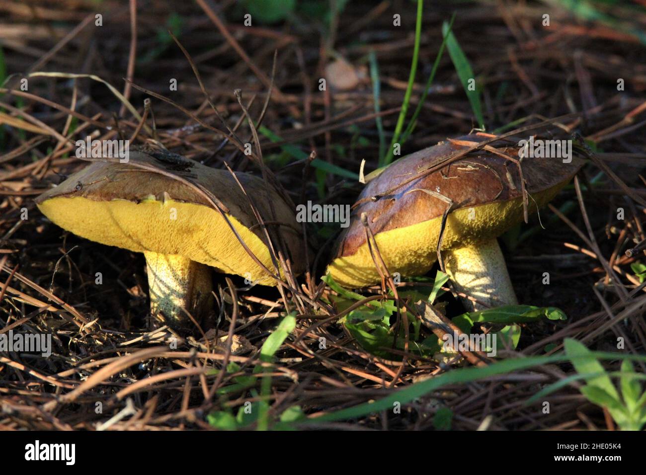Primer plano de dos champiñones granulares de mantequilla que crecen en el suelo entre la hierba y las hojas Foto de stock
