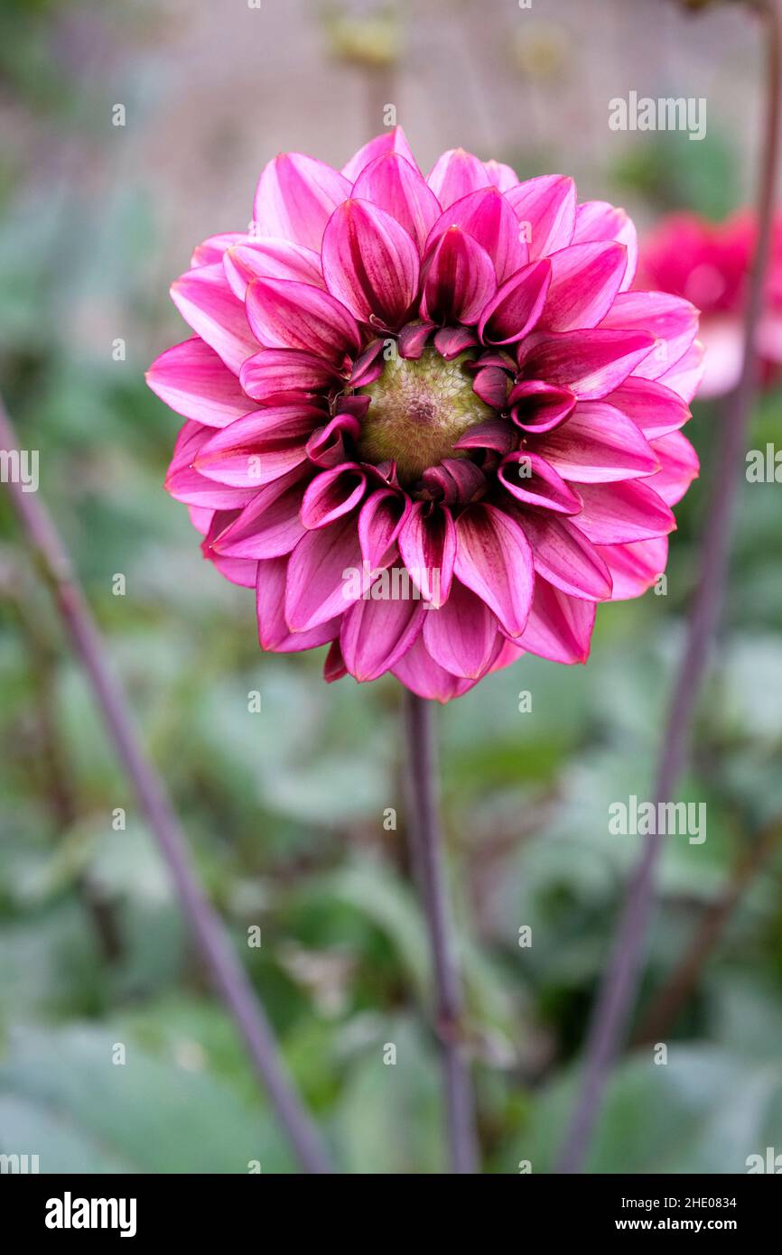 Decorativa Dahlia Senior's Hope' Una sola flor magenta/rosa Foto de stock