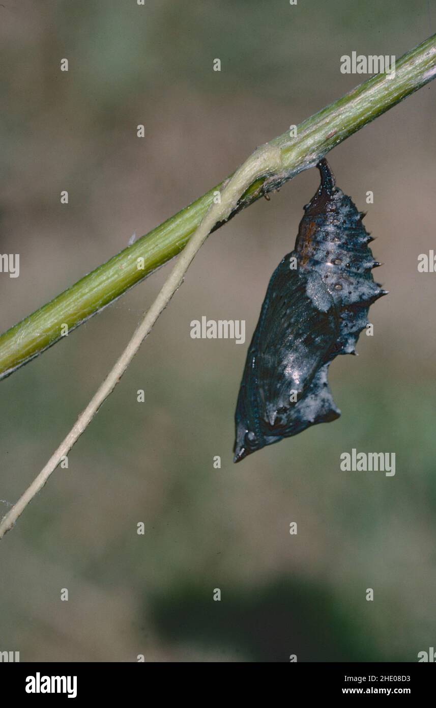 Pupa de una mariposa almirante roja (Vanessa atalanta) Foto de stock