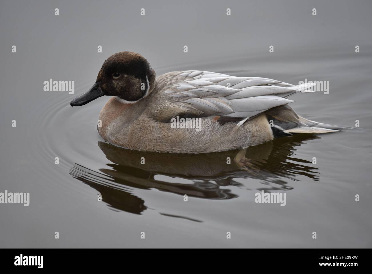 Pintail (Anas acuta) x Gadwall (Anas strepera) Pato híbrido en perfil izquierdo, cuerpo entero, primer plano Portait Natación de derecha a izquierda en agua ondulada, Reino Unido Foto de stock