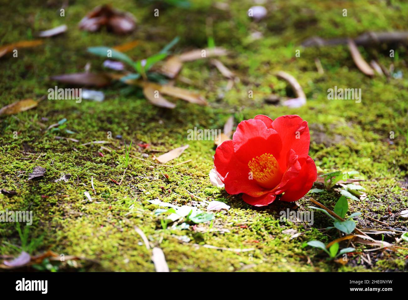 Una cabeza de flor de camelia roja brillante que cayó sobre una piedra mossy Foto de stock