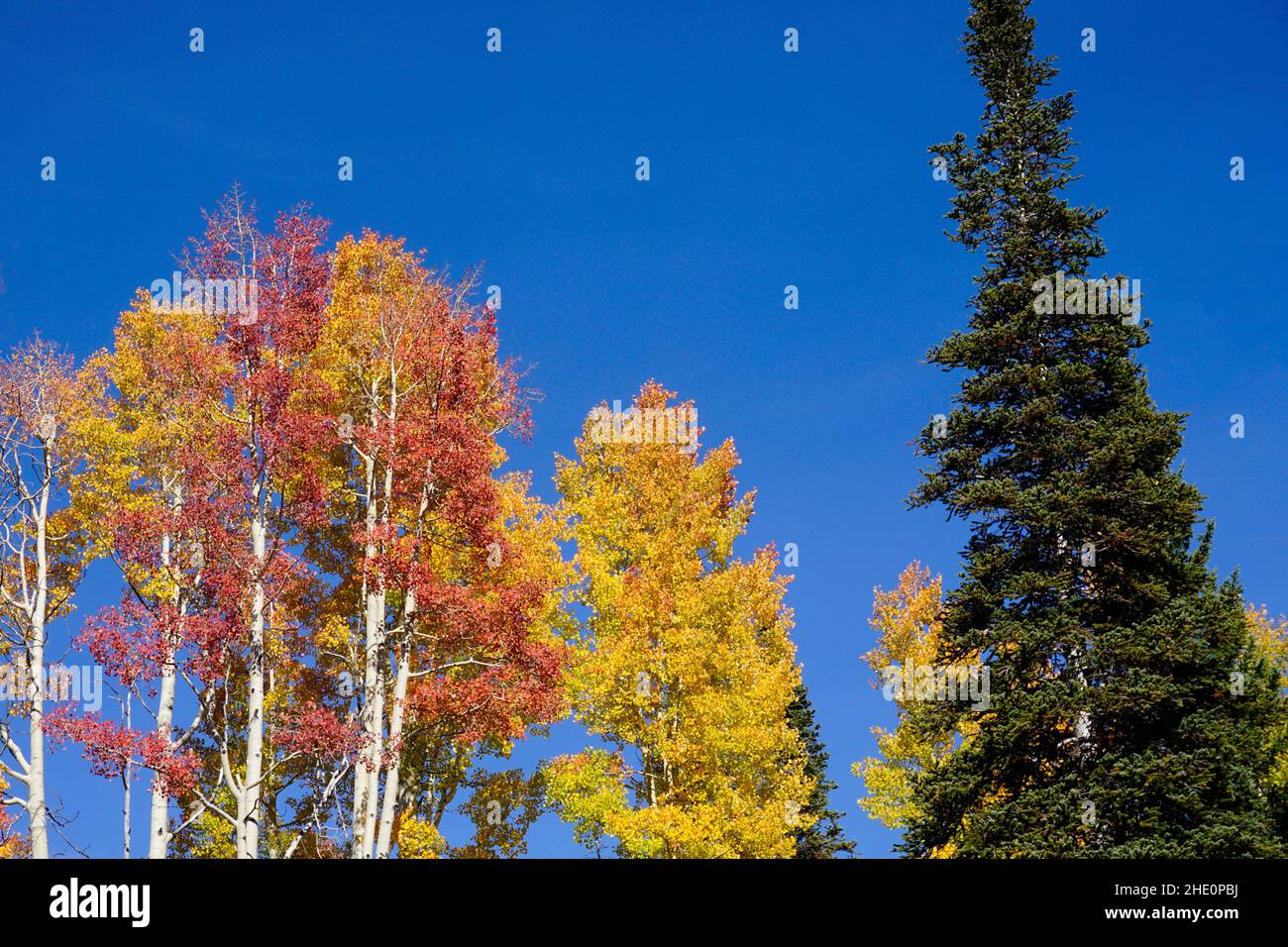 Colores otoñales en Colorado con álamos amarillos y naranjas y un verde perenne contra un cielo azul claro. Foto de stock