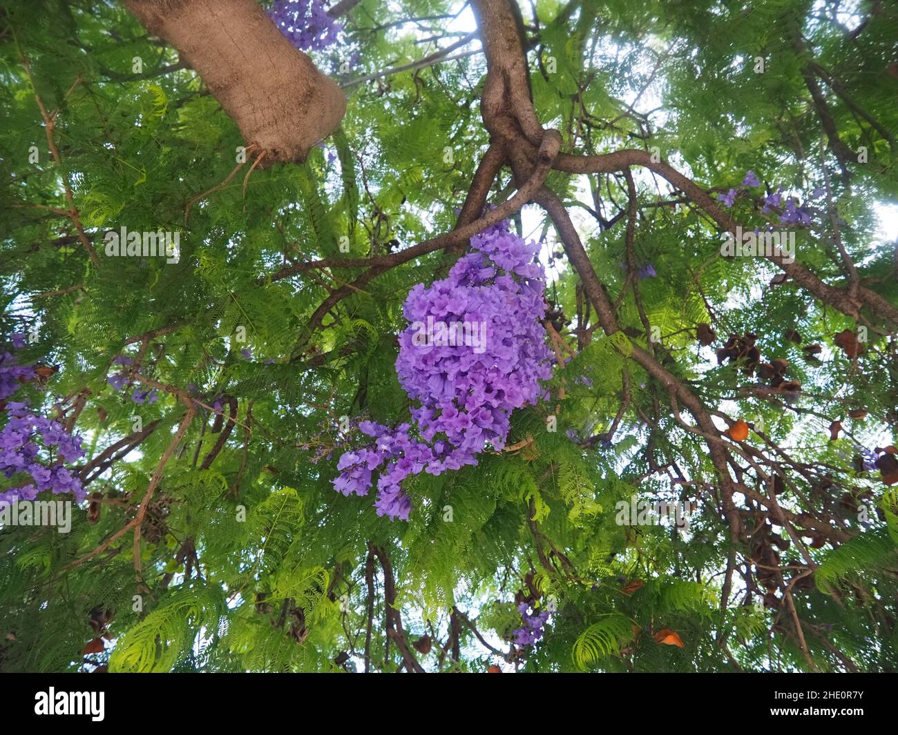 árbol de palisandro fotografías e imágenes de alta resolución - Alamy