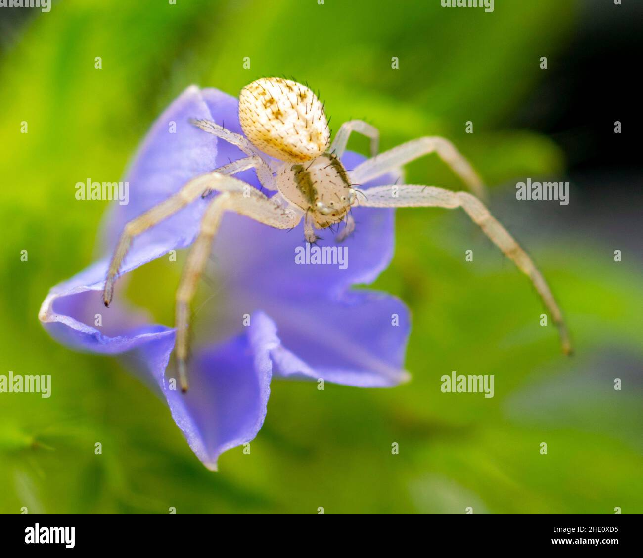 Araña de cangrejo blanco encaramada una flor azul en busca de presa. Foto de stock
