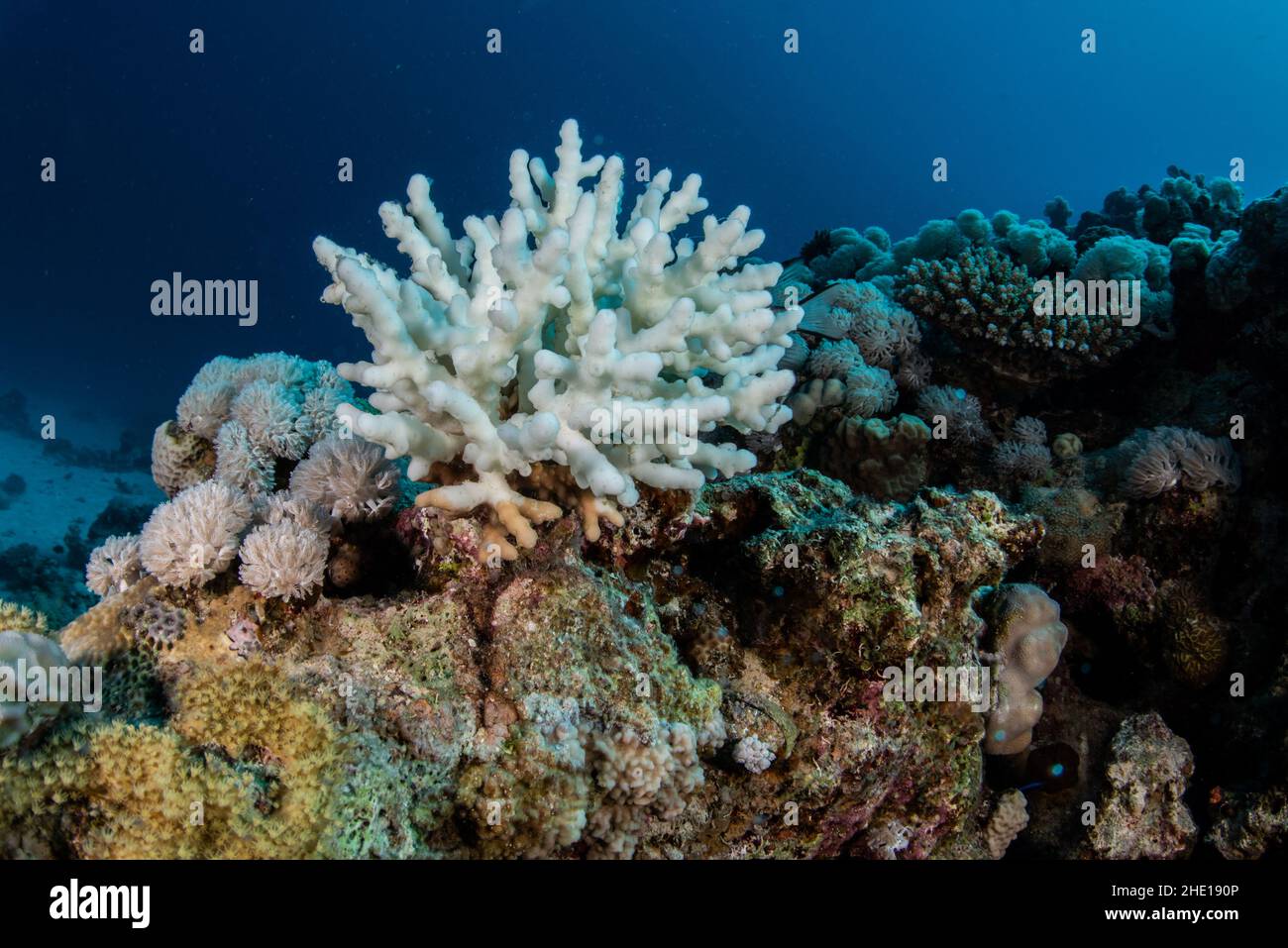 Un coral blanco probablemente blanqueado en el mar rojo, Egipto. Foto de stock