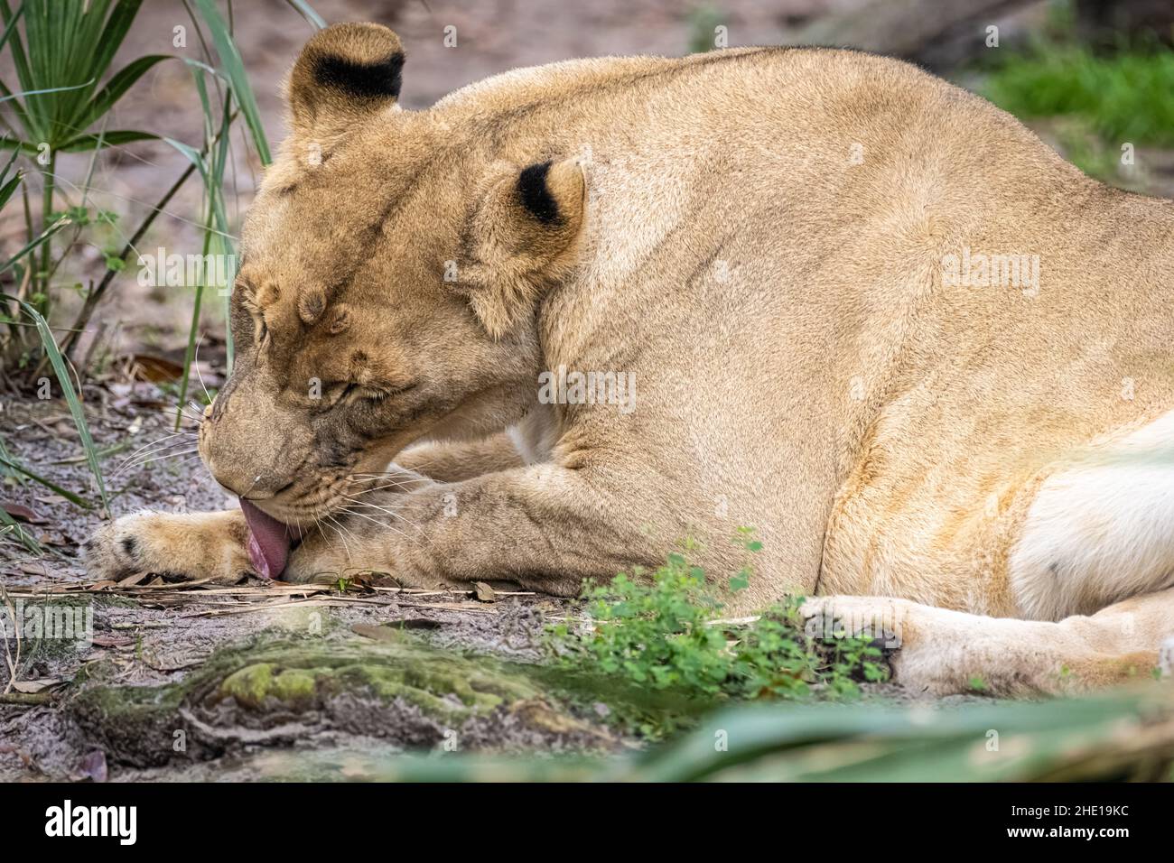 Preening lioness (Panthera leo) en el zoológico y jardines de Jacksonville en Jacksonville, Florida. (EE. UU.) Foto de stock
