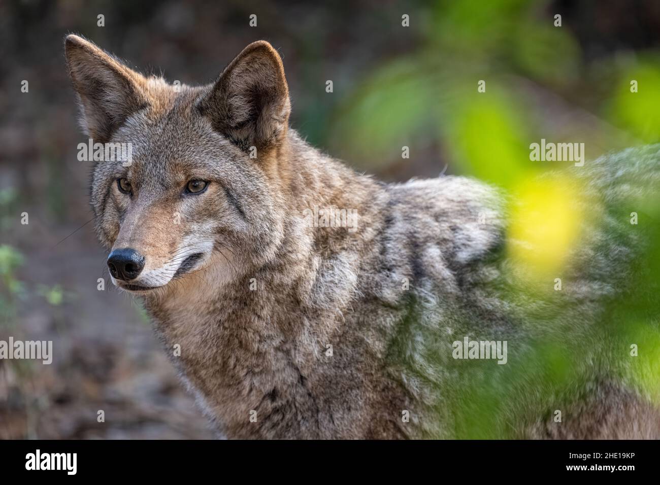 Hermoso coyote (Canis latrans thamnos) en el zoológico y jardines de Jacksonville en Jacksonville, Florida. (EE. UU.) Foto de stock