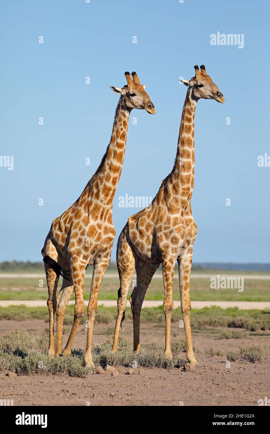 Dos jirafas (Giraffa camelopardalis) en las llanuras del Parque Nacional Etosha, Namibia Foto de stock