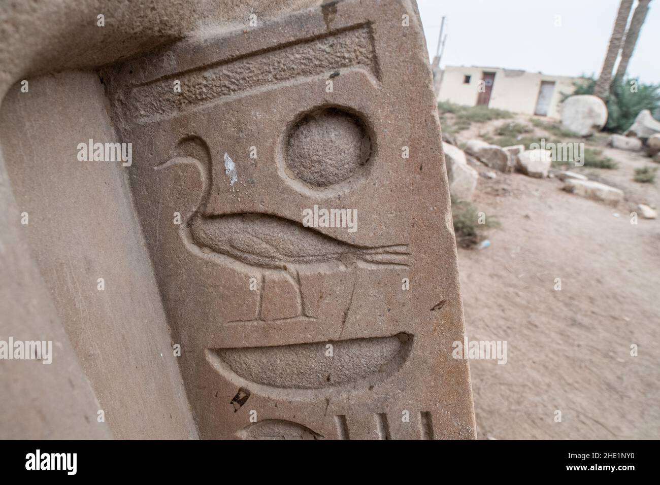 Un antiguo jeroglfo egipcio que representa un pato en una losa de piedra en Memphis, Egipto. Foto de stock