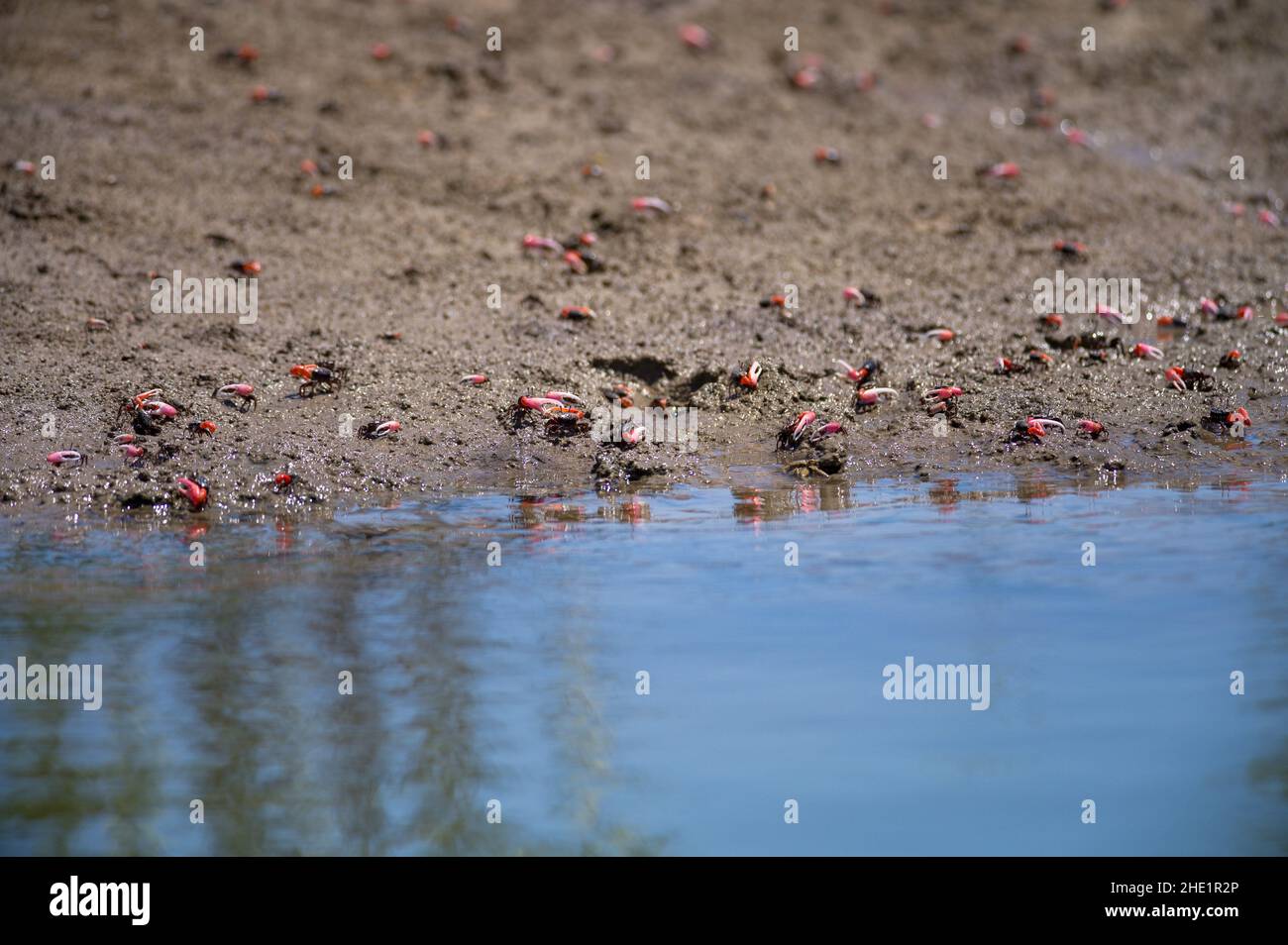 Cangrejos Fiddler (Austura annulipes) alimentándose a lo largo de la costa del río estuario costero salobre, Kenia, África oriental Foto de stock