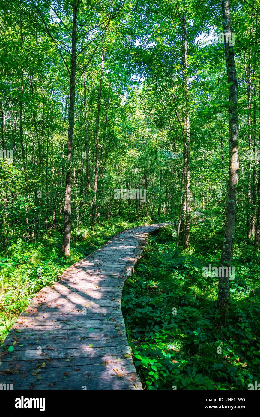 Camino curvo de madera a través de la selva verde matorral de árboles en el bosque naturaleza paisaje senderismo paraíso al aire libre con el sol Foto de stock