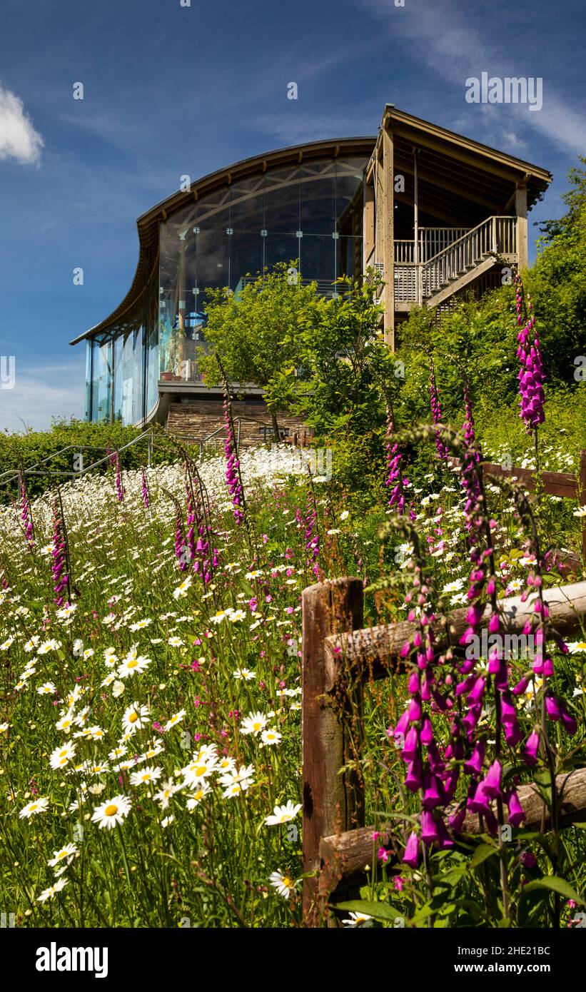 Reino Unido, Gales, Pembrokeshire, Cilgerran, Welsh Wildlife Center, Flores silvestres en el centro de visitantes y en el Glasshouse Cafe Foto de stock