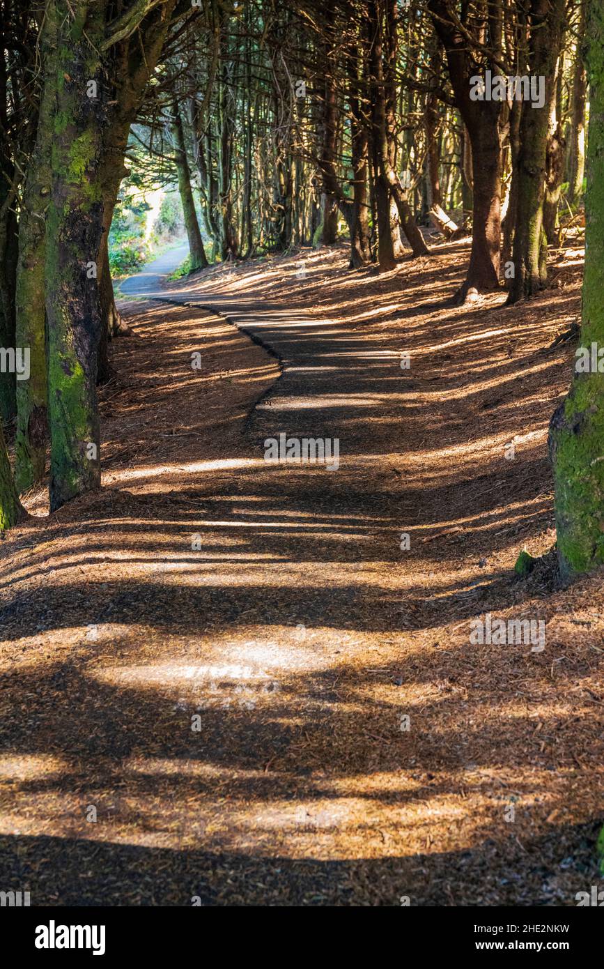 Juegos de luces y sombras a través de una ruta de senderismo bordeada de árboles; zona escénica de Cape Perpetua; costa de Oregón; Estados Unidos Foto de stock