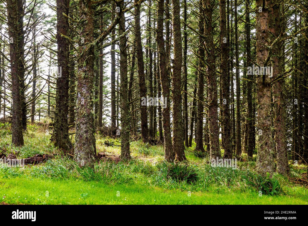 Bosque de pinos; Parque Estatal de Cape Meares y Reserva Nacional de Vida Silvestre; cerca de Tillamook; Oregon; Estados Unidos Foto de stock