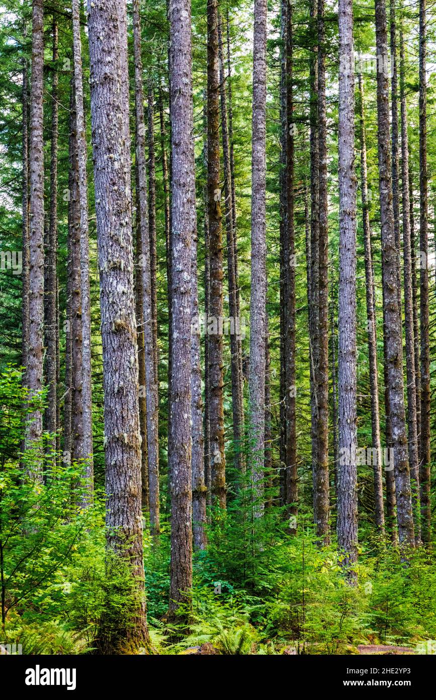 Bosque de pino Douglas; Silver Falls State Park; Oregon; Estados Unidos Foto de stock