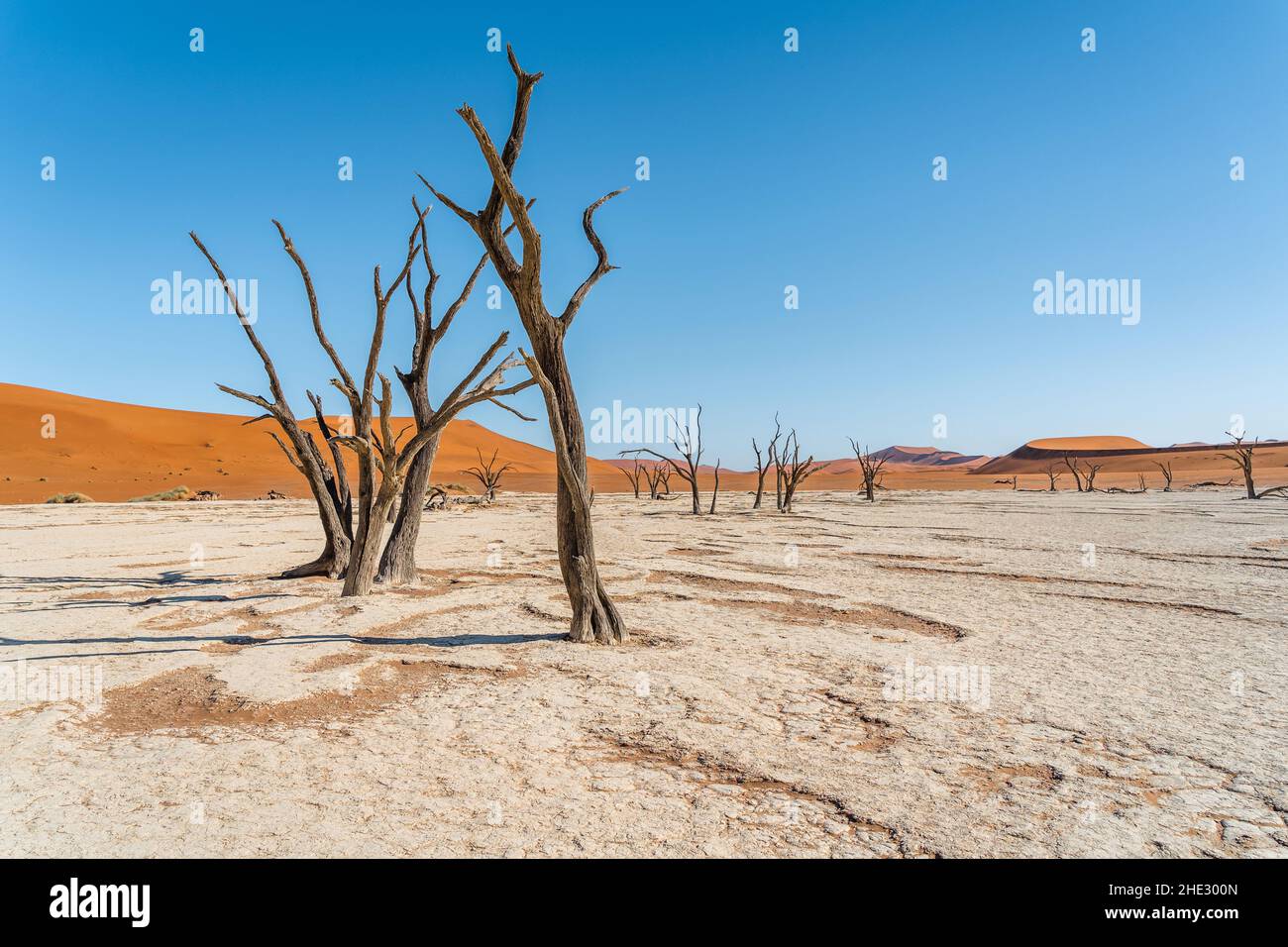 Árboles de acacia muertos contra las gigantescas dunas de arena en Deadvlei, Parque Nacional Namib-Naukluft, Namibia, África. Foto de stock