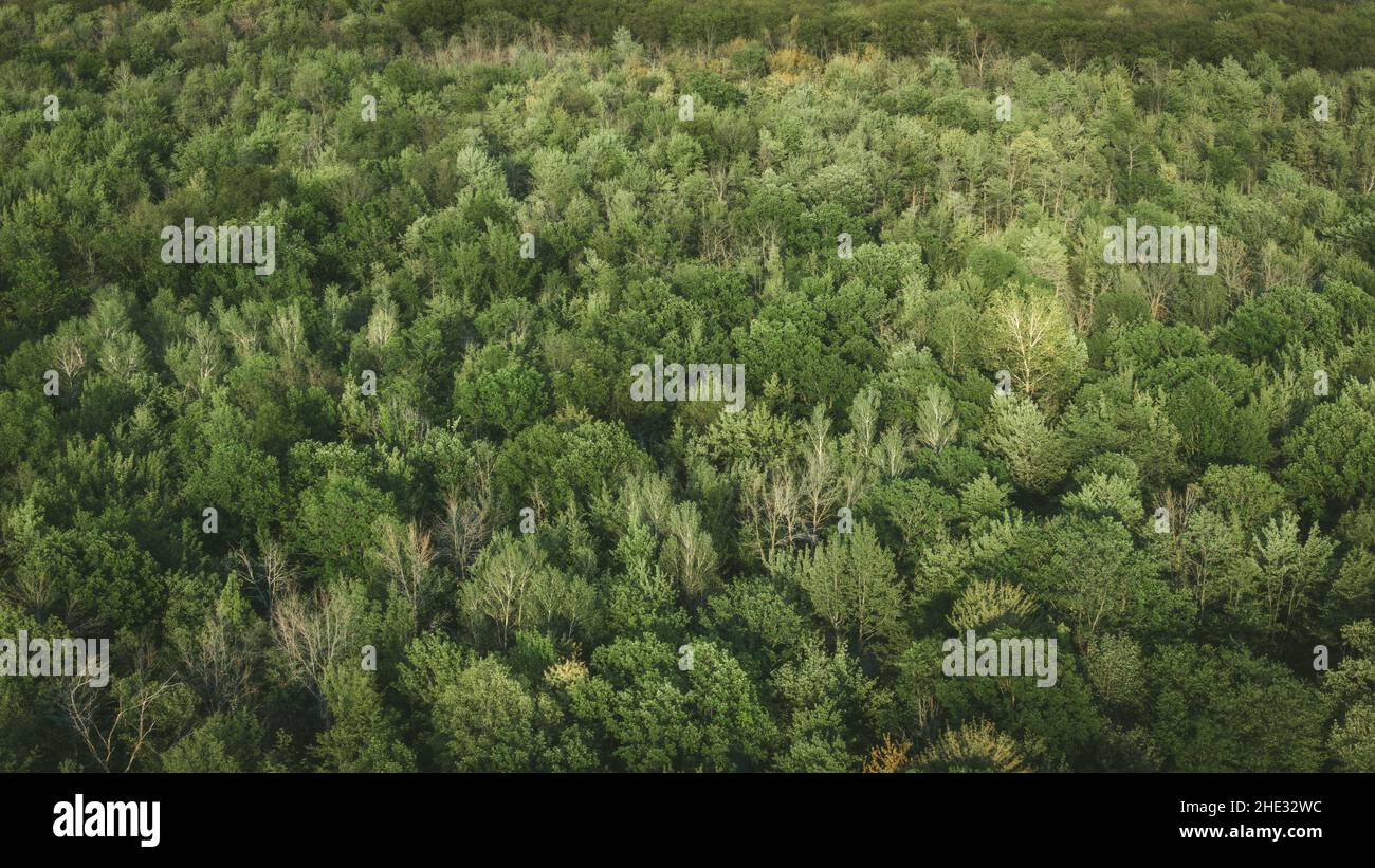 Ecología y naturaleza de fondo, vista aérea de árboles verdes del bosque durante el verano en Montreal, Quebec, Canadá, Norteamérica. Foto de stock