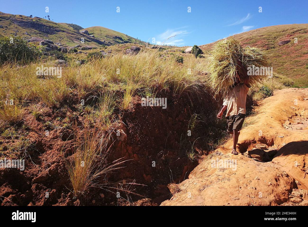 Matsiatra Ambony, Madagascar - 27 de abril de 2019: Hombre malgache desconocido cargando paja o hierba seca en su cabeza, cara apenas visible sobre camino fangoso Foto de stock