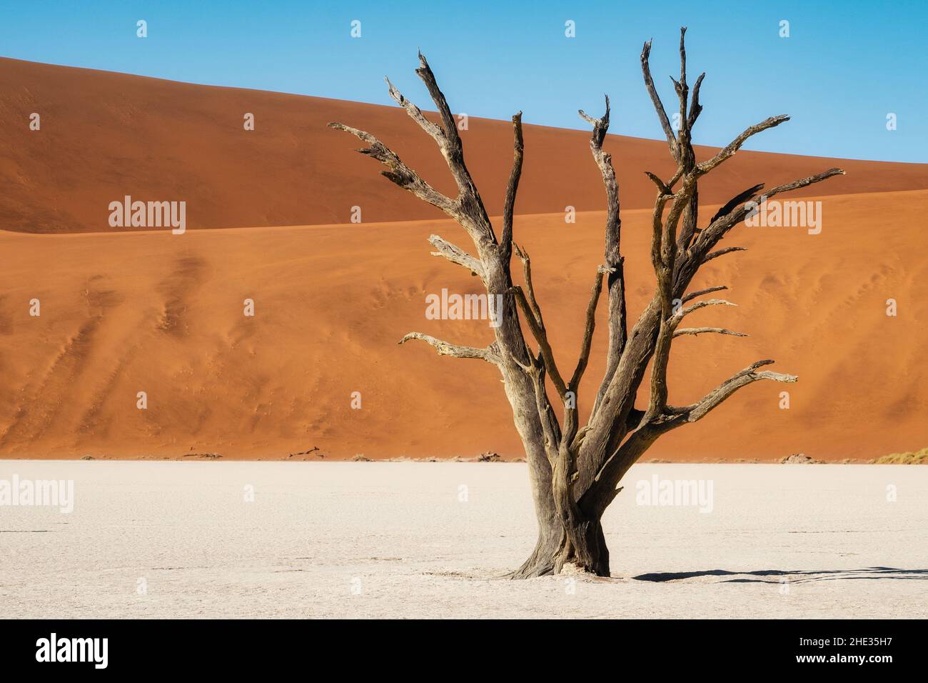 Árbol de espina de camello muerto contra las altas dunas de arena en Deadvlei, en el desierto de Namib, Namibia. Foto de stock