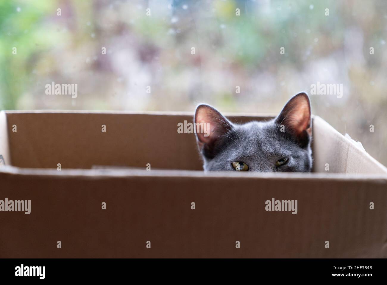 Un gato gris en una caja de cartón mirando sobre el borde Foto de stock