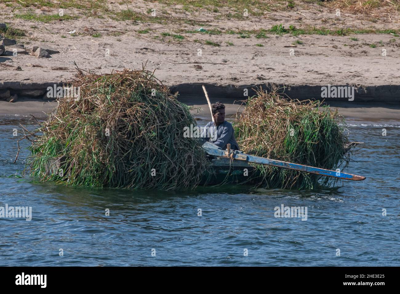 Aldeano egipcio con un pequeño barco de madera lleno de una cosecha de caña o hierba en el río Nilo en Egipto. Foto de stock