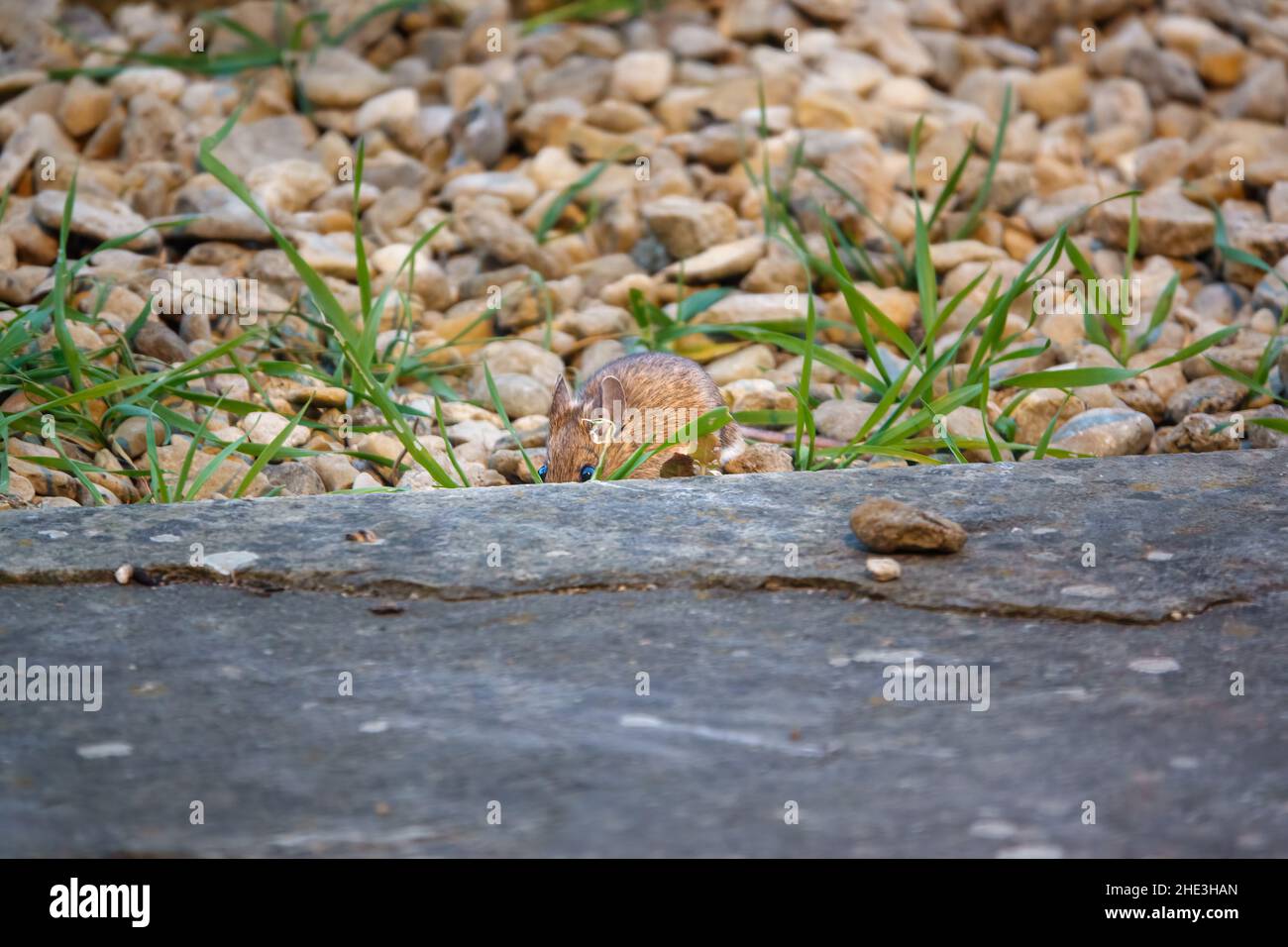 Un ratón de campo de madera (Apodemus sylvaticus) comiendo comida de aves fuera de la tierra Foto de stock