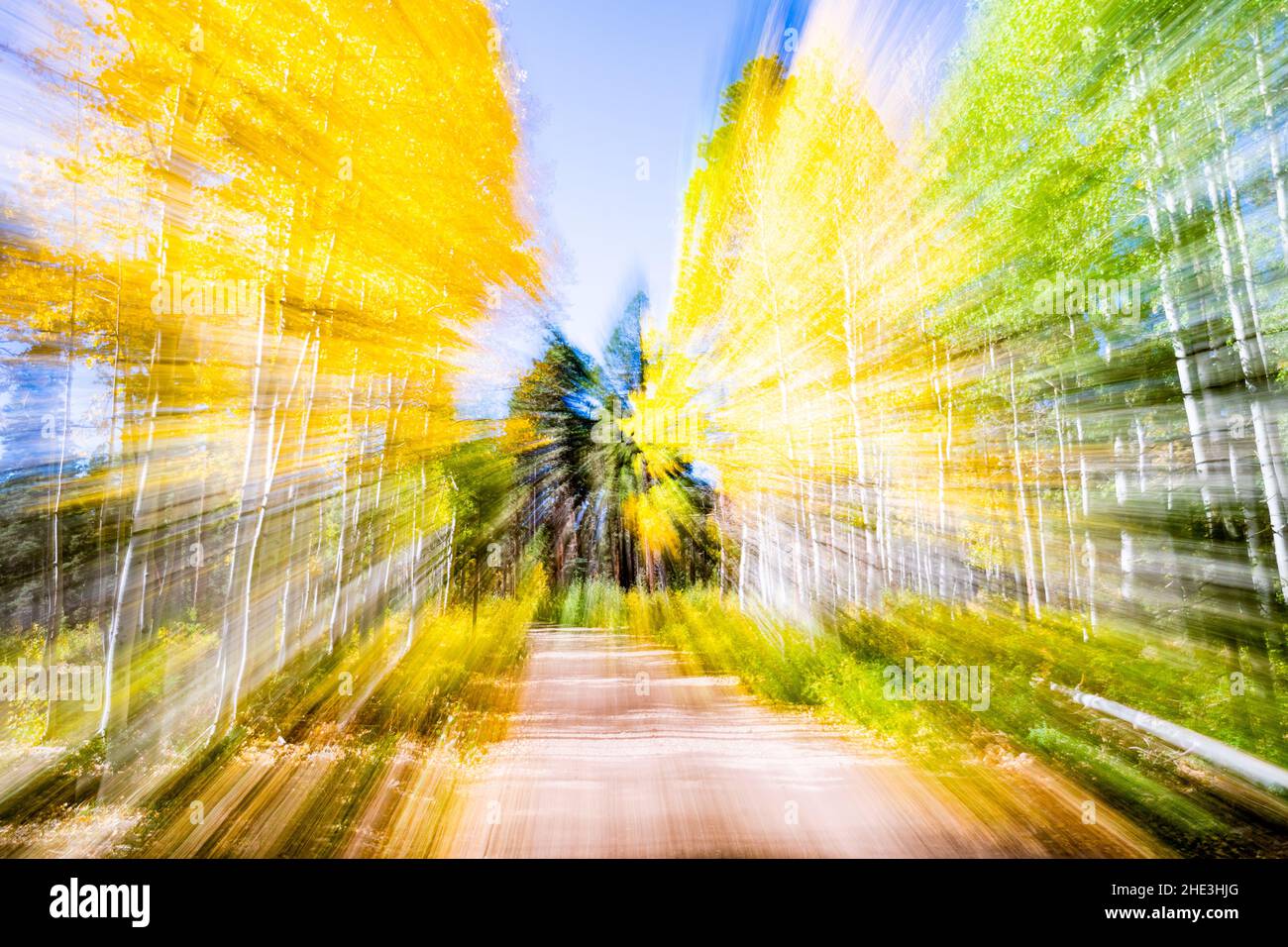 Zoom de cámara de Aspen Dorado en otoño a lo largo de Forest Service Road 611 en North Kaibab National Forest, Arizona cerca del borde norte del Gran Cañón. Foto de stock