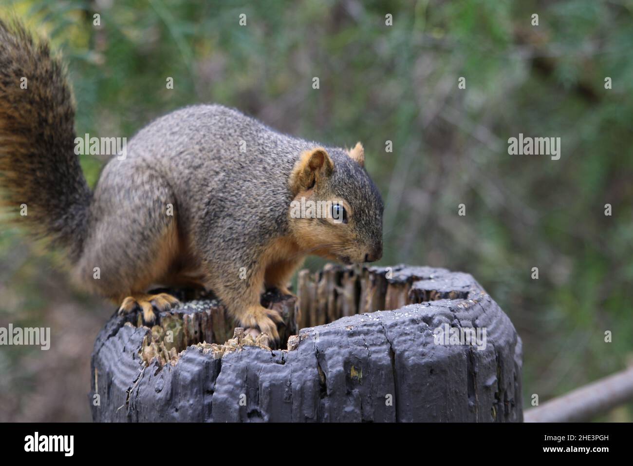Gordo Squirrel en el parque comunitario La Habra Foto de stock