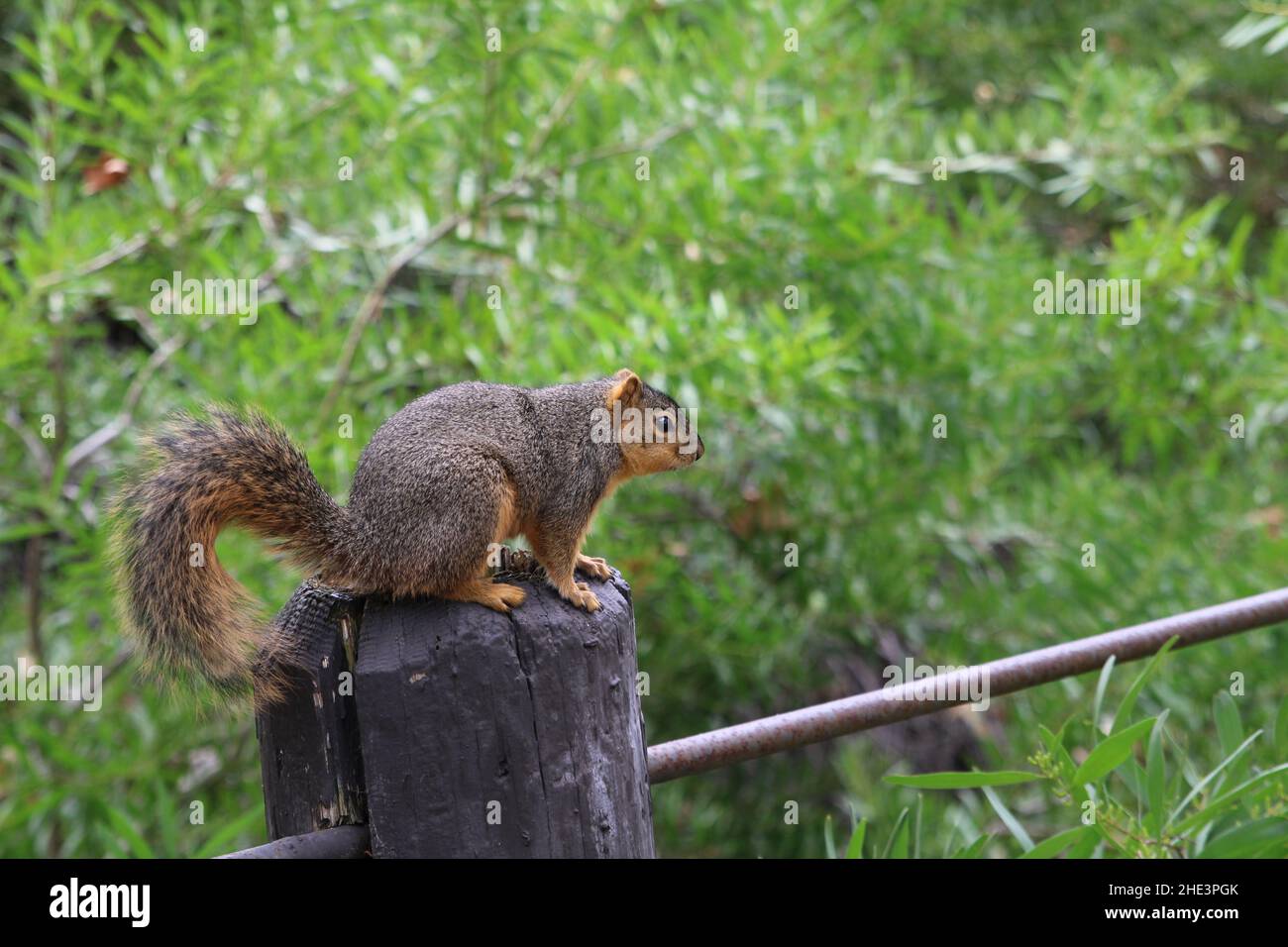 Gordo Squirrel en el parque comunitario La Habra Foto de stock
