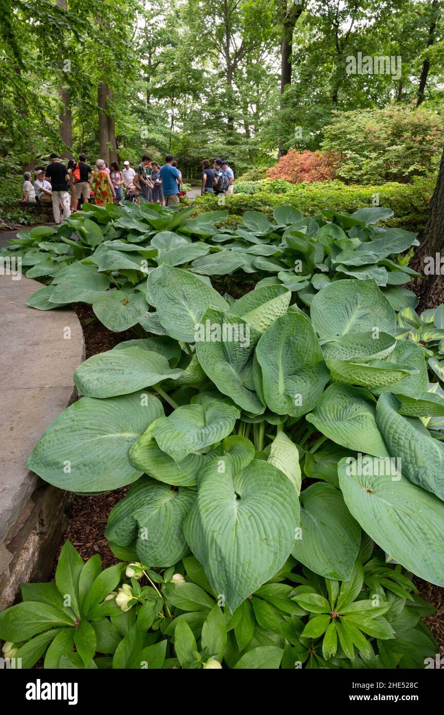 Excursión al Jardín Botánico de Nueva York en el Bronx Foto de stock