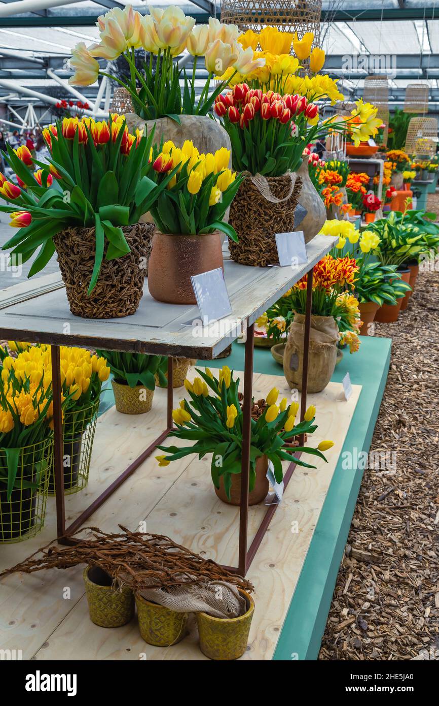 Flores ornamentales de tulipanes frescos en el stand. Hermosa decoración de tulipanes en la exposición de flores, Lisse, Keukenhof, Países Bajos, Europa Foto de stock