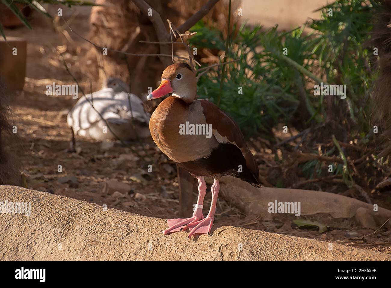 Hermoso perchero Duck silbando de vientre negro en una granja en un día soleado Foto de stock