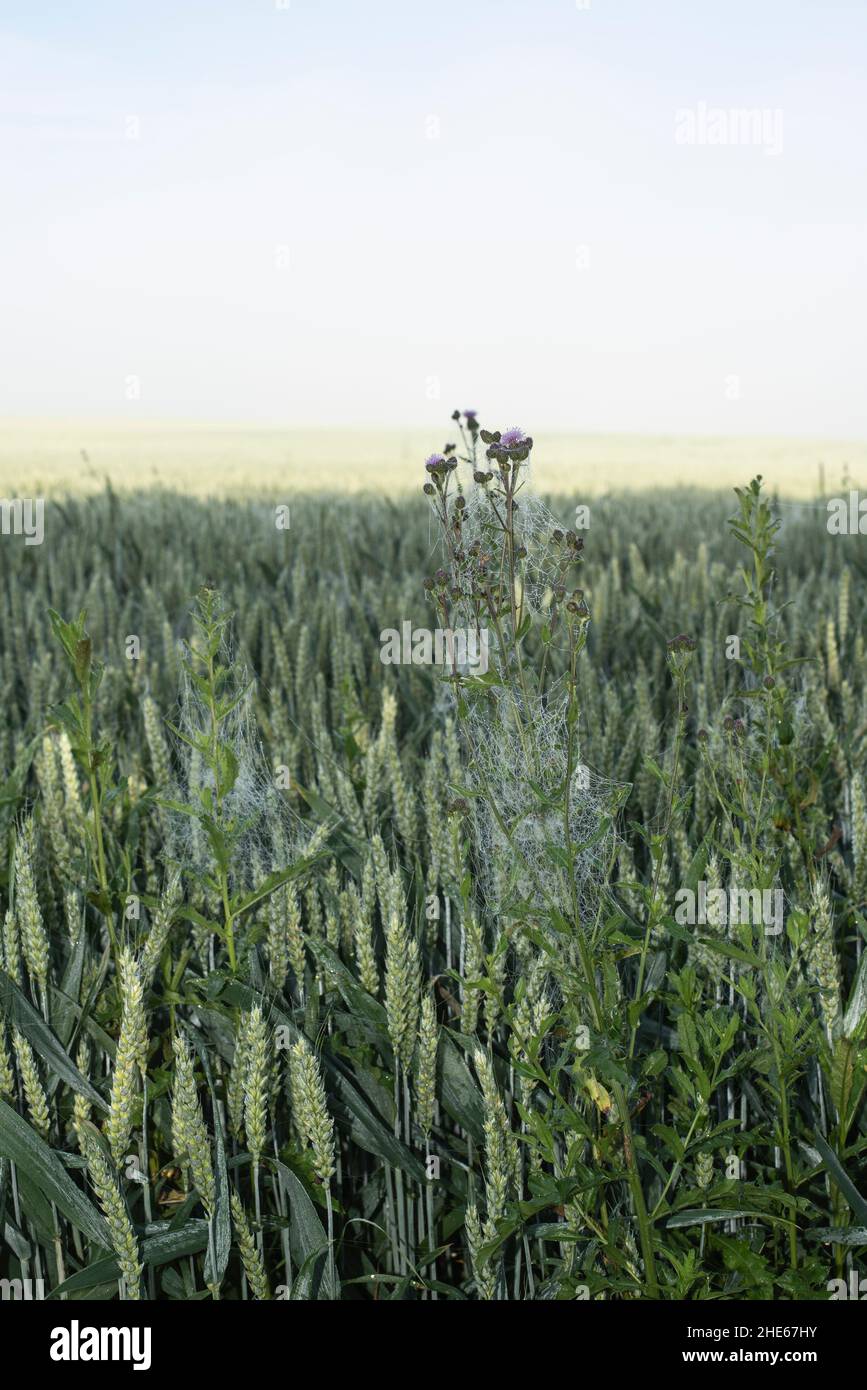 seda araña en un cardo de lanza en un campo de trigo en una mañana de verano brumosa Foto de stock