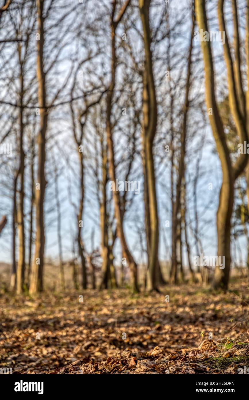 Imagen de enfoque selectivo del suelo del bosque con enfoque en la basura de las hojas y en los árboles fuera del foco. Foto de stock