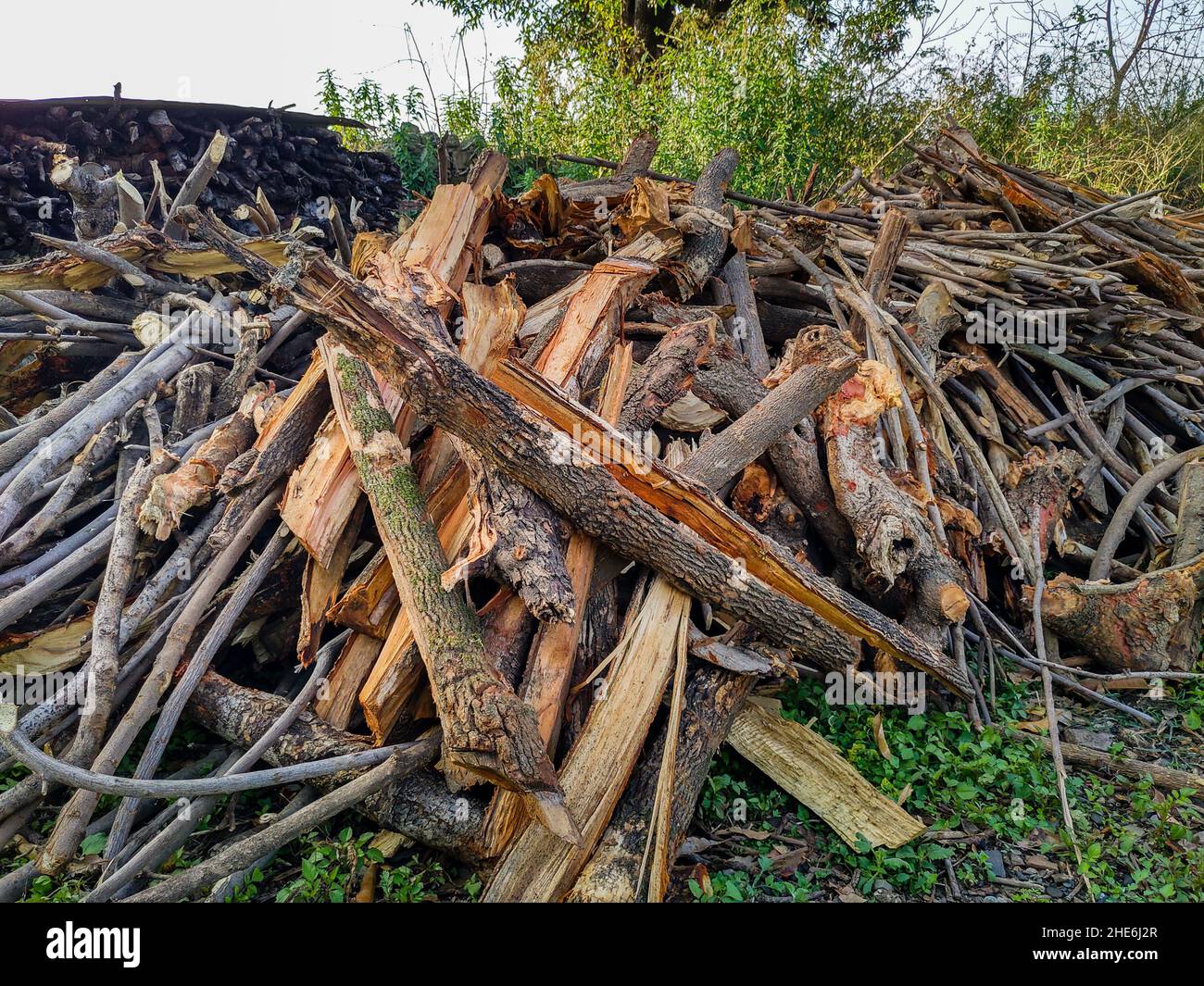 Pilas de leña recolectadas por los pobladores del bosque. Foto de stock