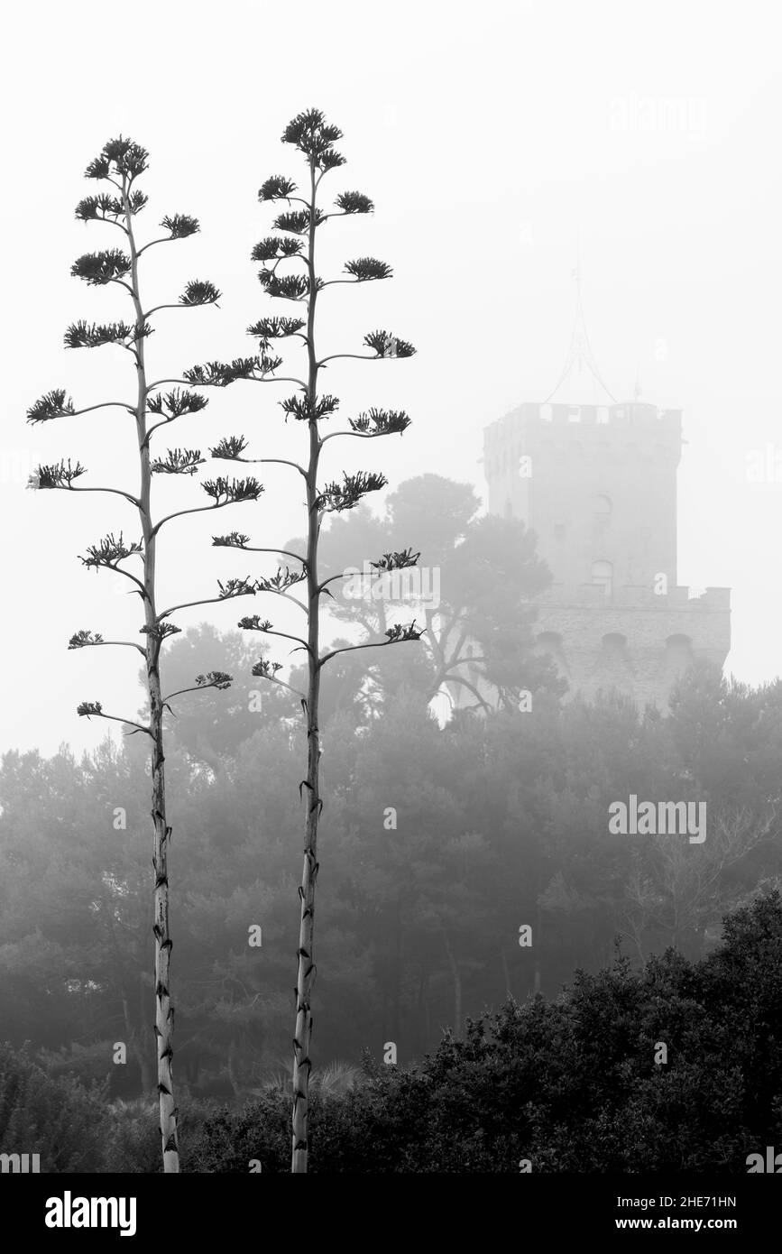 Torre di Cerrano y Agave americana en la niebla Foto de stock